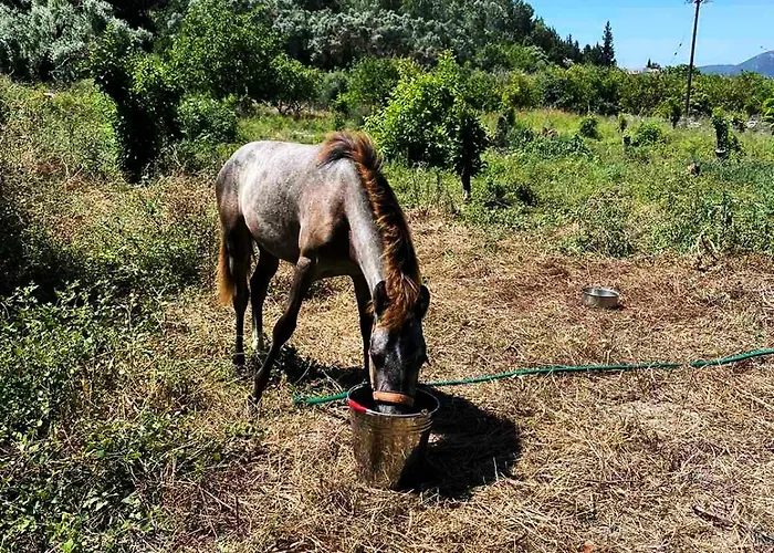 Holiday home Lily Home_lefkada ~ Private Kondaraina